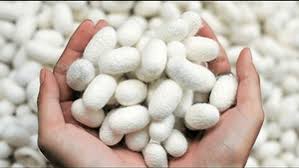 افزایش قیمت پیله‌ تر در سال ۱۴۰۵